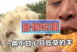 羊驼悠闲吃草，萌态尽显，带你领略自然之美的抖音短视频
