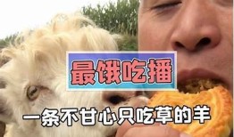 羊驼悠闲吃草，萌态尽显，带你领略自然之美的抖音短视频
