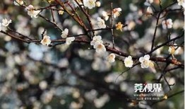 梅花视频抖音完整版，最新精彩内容全在这里！