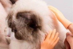 谁在使用快猫与抖阴？揭秘热门使用背后的用户群体