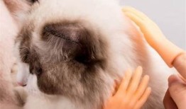 谁在使用快猫与抖阴？揭秘热门使用背后的用户群体