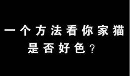 快猫与抖阴：哪个更值得下载使用？深度对比检视！