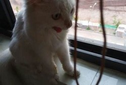 小花猫抖阴：萌宠日常趣事分享，带你走入猫咪的世界！