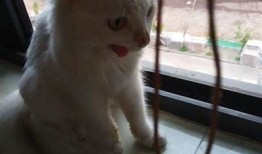 小花猫抖阴：萌宠日常趣事分享，带你走入猫咪的世界！