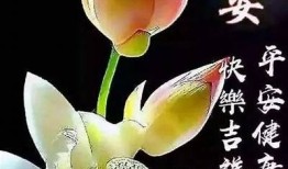 阳光明媚的晨晨日常：分享我的抖音视频精彩瞬间