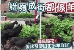 牛羊悠然吃草，田园风光尽显宁静与自然之美