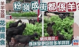 牛羊悠然吃草，田园风光尽显宁静与自然之美