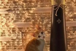 法克猫咪抖阴：探索猫咪搞怪行为的趣味世界