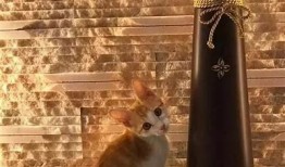 法克猫咪抖阴：探索猫咪搞怪行为的趣味世界