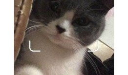 获取快猫抖阴二维码，轻松分享与下载最新内容的方法指南