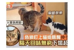 快猫抖阴：猫咪狼人小清新风格的心灵治愈之旅