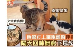 快猫抖阴：猫咪狼人小清新风格的心灵治愈之旅