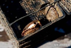 揭密抖阴鲍鱼：诱惑与风险并存，不能错过的深海美味