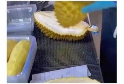 榴莲抖阴：揭秘榴莲的美味与健康益处