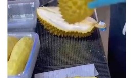 榴莲抖阴：揭秘榴莲的美味与健康益处