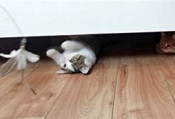 抖阴猫咪快猫：探索猫咪动态与趣味的完美结合