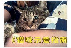 揭秘猫咪抖阴背后的趣味故事与科学解析