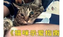 揭秘猫咪抖阴背后的趣味故事与科学解析