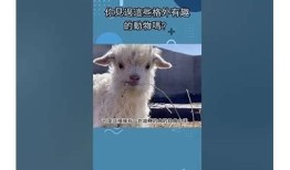 可爱羊驼吃草的趣味视频，带你领略治愈系萌宠风采