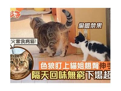 快猫抖阴：猫咪狼人小清新风格的心灵治愈之旅
