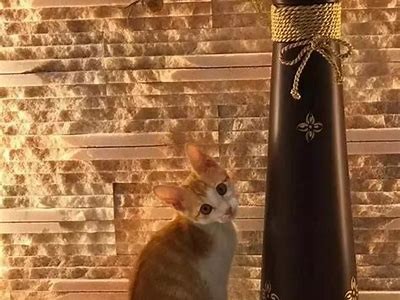 法克猫咪抖阴：探索猫咪搞怪行为的趣味世界