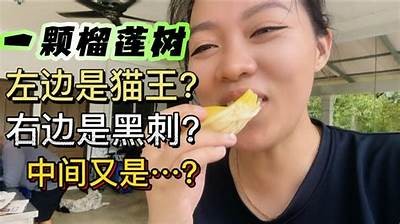 榴莲视频带你探索抖音热门阴霾，揭秘榴莲背后的秘密！