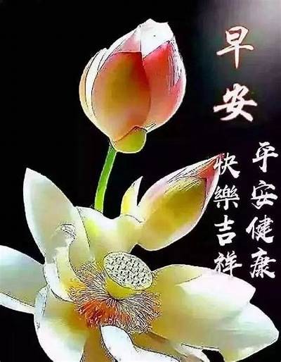 阳光明媚的晨晨日常：分享我的抖音视频精彩瞬间