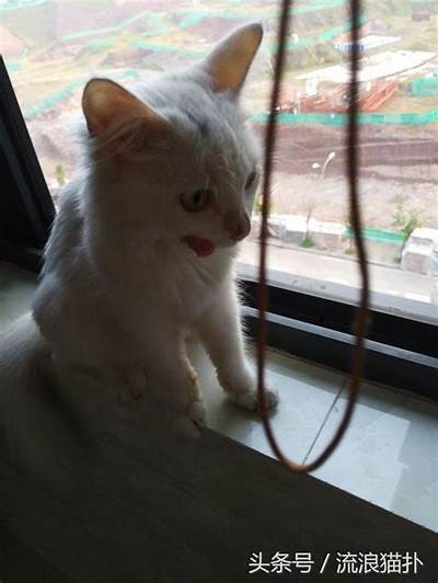 小花猫抖阴：萌宠日常趣事分享，带你走入猫咪的世界！