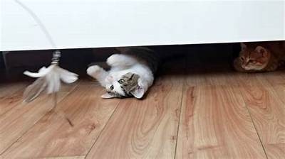 抖阴猫咪快猫：探索猫咪动态与趣味的完美结合