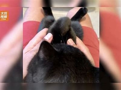 快猫与抖阴哪个好？广泛对比研究推荐选择！