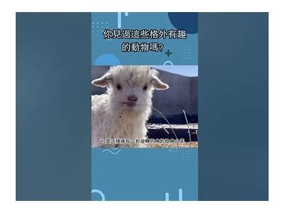可爱羊驼吃草的趣味视频，带你领略治愈系萌宠风采