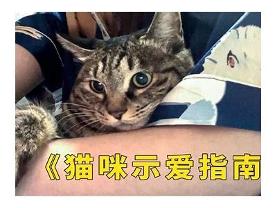 揭秘猫咪抖阴背后的趣味故事与科学解析