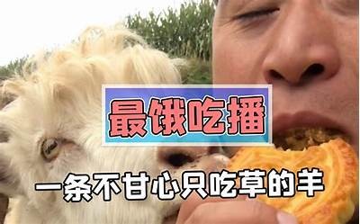 羊驼悠闲吃草，萌态尽显，带你领略自然之美的抖音短视频