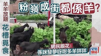 牛羊悠然吃草，田园风光尽显宁静与自然之美