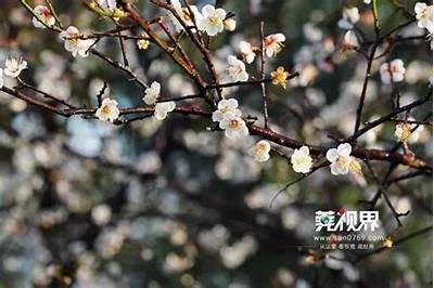 梅花视频抖音完整版，最新精彩内容全在这里！